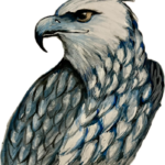 Harpy Eagle