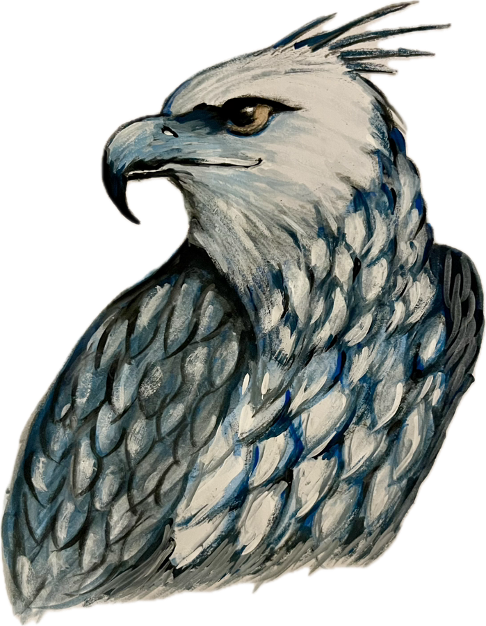 Harpy Eagle